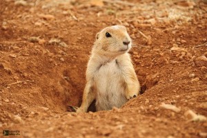 perrito de la pradera