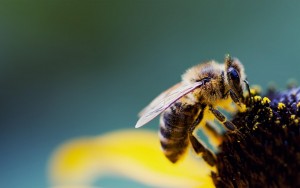 Abeja extrayendo el polen