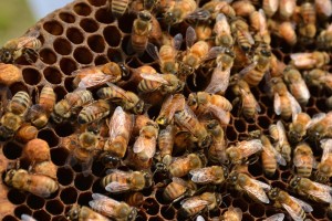 comunidad de abejas