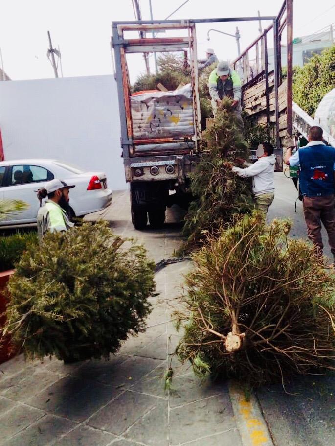 arboles de Navidad